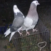 کبوتر