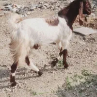 بز نر  برای داشتی