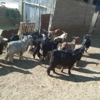 ۵ راس کهره نر چاق