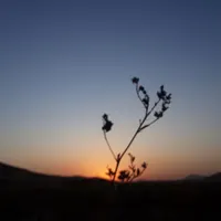 قصاب سیار