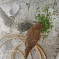 یک جفت جوجه مرغ و خروس