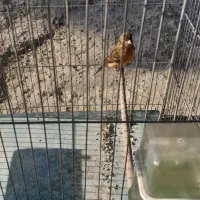 دوعدد ماده قناری