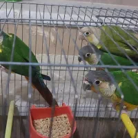 گرینجیک سالم و خوش رنگ