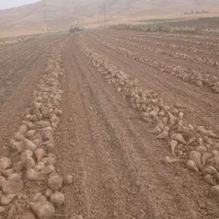 چقندر