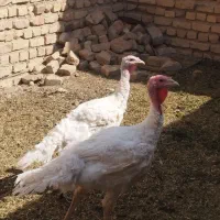 بوقلمون|حیوانات مزرعه|خاش, |دیوار