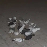 بیستا کفتر دونه ای ۲۰۰ تومن