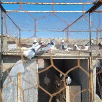 کبوتر طوقی نر وماده|پرنده|مروست, |دیوار