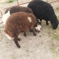بره سوپر چاق برا عید قربان