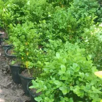 شمشاد توپی|گل و گیاه طبیعی|آمل, |دیوار