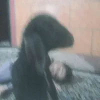 شیشک بختیاری