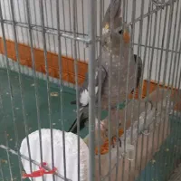 معاوضه یک عدد عروس هلندی با قناری