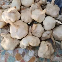 سیر سفید وخشک همدانی