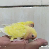 طوطی کوتوله برزیلی