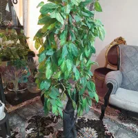 درختچه|گل مصنوعی|اهواز, پادادشهر|دیوار