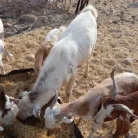 استخدام چوپان