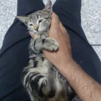 واگذاری بچه گربه
