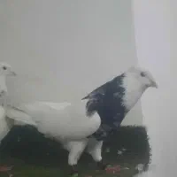 چهارجفت طوقی