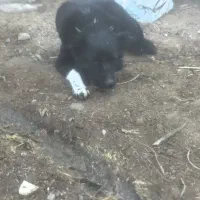 واگذاری قدرجانی اصیل|سگ|شوش, |دیوار