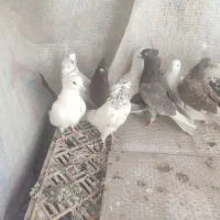 تعدادی تهرانی نرماده