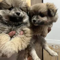 توله میکس پامر و اشپیتز|سگ|شهرکرد, |دیوار