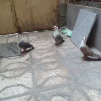 سلام ۳تاجوجه