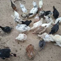 مرغ خروس گلین اصل درجه یک|حیوانات مزرعه|برخوار, |دیوار