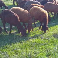 گوسفند آبستن شیشک