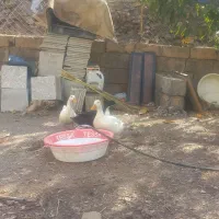 ۳ عدد مرغابی  سالم