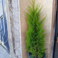 گل  آپارتمانی