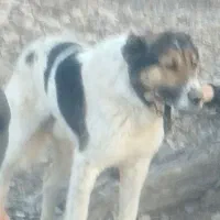 مژدگانیهممیدهم