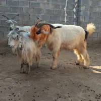 سه راس بز روزگاری|حیوانات مزرعه|شوشتر, |دیوار