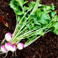 شلم تازه درجه یک (شلغم)|خوردنی و آشامیدنی|شباب, |دیوار