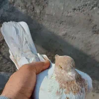 کبوتر کله دار تهرانی پرشی|پرنده|پاکدشت, پاکدشت (مامازند)|دیوار