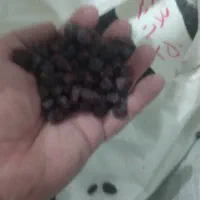 کشمش دشمن زیاری پاک شده 300