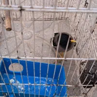 مرغ مینا جوجه|پرنده|فسا, |دیوار