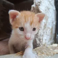 واگذاری بچه گربه نارنجی|گربه|ایلام, |دیوار