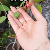 نشا و نشافیسالیس و زردچوبه زنجبیل وبذر وگل ونهال