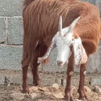 کهر ماده چاق در جم|حیوانات مزرعه|جم, |دیوار