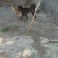توله سراب قدیم
