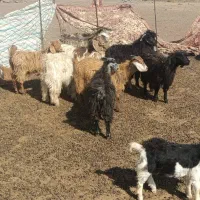 بزغاله بفروش میرسد|حیوانات مزرعه|اهر, |دیوار