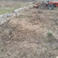 انجام کلیه  شخم زنی  باغ  با تراکتور