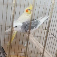 سه جفت عروس مولد امتحان پس داده|پرنده|محلات, |دیوار