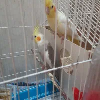 جفت عروس هلندی