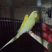 پرنده مرغ عشق