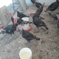 بوقلمون نروماده