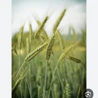 اجاره زمین کشاورزی در مهتر کلاته