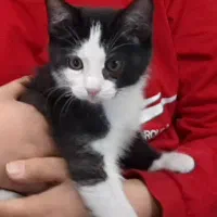 بچه گربه تاکسیدو نژاد DSH حدودا سه ماهه|گربه|اصفهان, سعادتآباد|دیوار