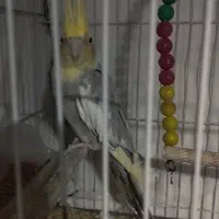 جفت کوتوله و عروس هلندی|پرنده|مشهد, کارمندان دوم|دیوار