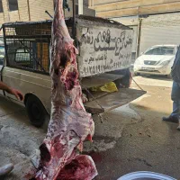 گوسفند زنده تمام نقاط تهران سرویس رایگان|حیوانات مزرعه|تهران, صادقیه|دیوار