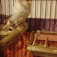 قناری ماده دو ساله آماده